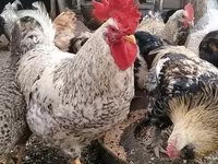 Leghorn — fotografija 4