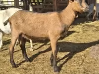 تيس, Alpine goat — الصورة 3