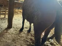 Kobyła, Konie — zdjęcie 2