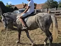 घोड़ा, Lipizzaner — फ़ोटो 2