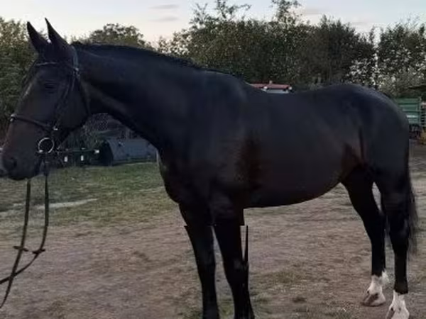 Égua, Dutch warmblood horse — Hungria