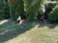 Turkeys — 照片 5