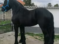 At, Friesian — foto 3