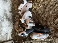 Свиноматка, Дюрок — фото 2
