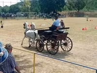 Кобила, Lipizzaner — фото 4