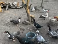 Ducks — फ़ोटो 2