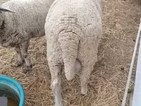 公羊, Merino sheep — 照片 3