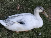 Ducks — الصورة 1
