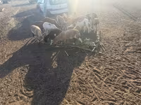 Қошқар, Cameroon sheep — 3-сурет