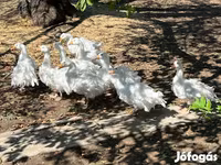 Geese — fotografija 6