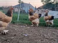 Brahma — fotografija 4