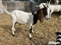 Jarac, Saanen goat — fotografija 7