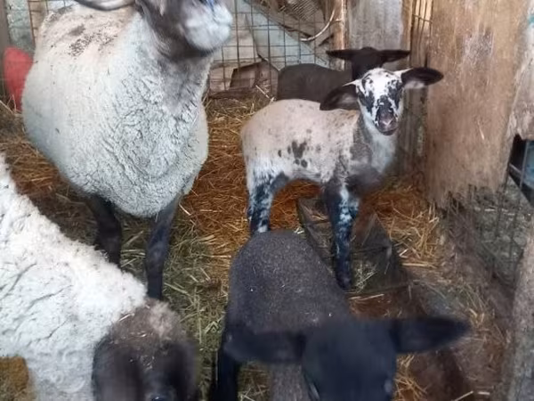 Қой, White Suffolk sheep