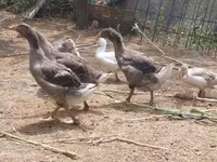 Geese — Foto 3
