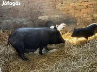 मादा सूअर, Вьетнамская вислобрюхая — फ़ोटो 7