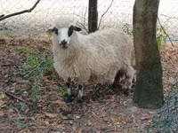雄羊, Racka sheep — 写真 3