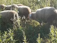Ovan, Merino sheep — fotografija 4