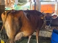 Cow, Cattle — photo 2