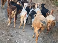 Ziege, Damask goat — Foto 7