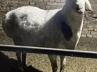 Ovan, Afghan Arabi sheep — fotografija 1