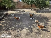 Chickens — foto 3