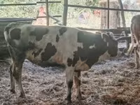 母牛, Russian Black pied cattle — 照片 4