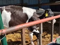 Toro, Russian Black pied cattle — foto 2
