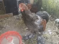 براهما — الصورة 3