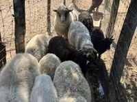 Sheep, Merino sheep — photo 5