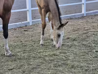 Pastuv, Akhal-Teke — fotografija 3