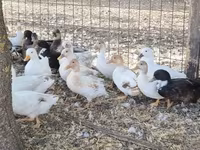 Ducks — الصورة 3