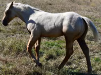 Aygʻir, Quarter Horse — 3-rasm