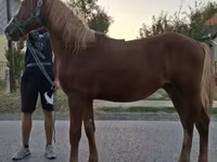 Cavalo, Hungarian horse breed — foto 3