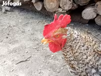 Chickens — Foto 4