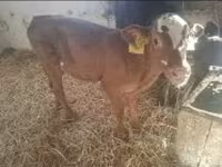 Kuh, Limousin-Kuh — Foto 2