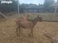 公山羊, Goats — 照片 5
