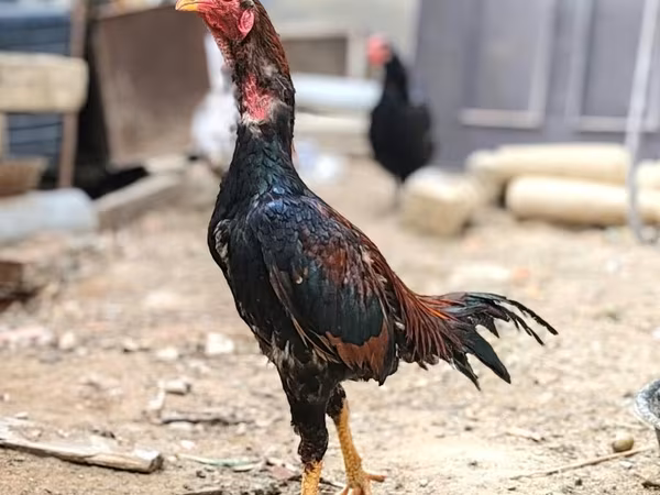 Japanski bantam