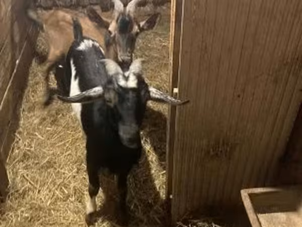 Ziegenbock, Ziegen
