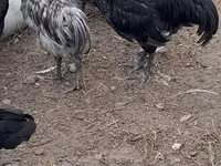 Australian Pit Game fowl — photo 4