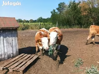 Vache, Simmental cattle — photo 7