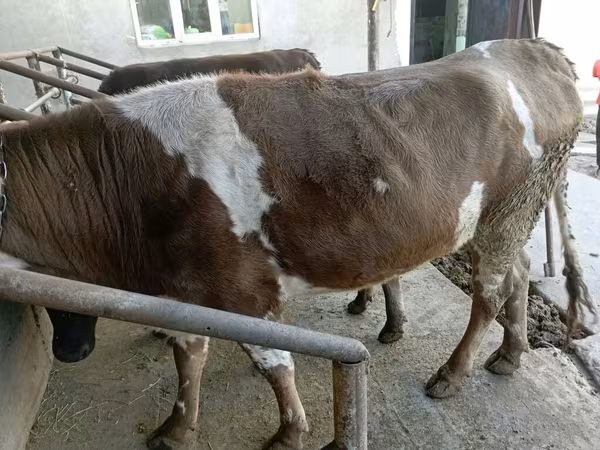Vache, Simmental cattle