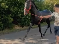 Koń, Lipizzaner — zdjęcie 1