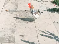 Japanski bantam — fotografija 3