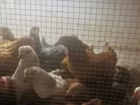 Chickens — fotografija 2