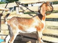 Коза, Nubian Goat — фото 1