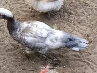 Ducks — Foto 1