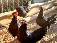 Australorp — zdjęcie 8