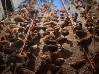 Chickens — 写真 2