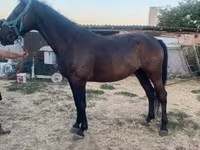 घोड़ी, Nonius horse — फ़ोटो 3