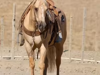 Pastuv, Quarter Horse — fotografija 8